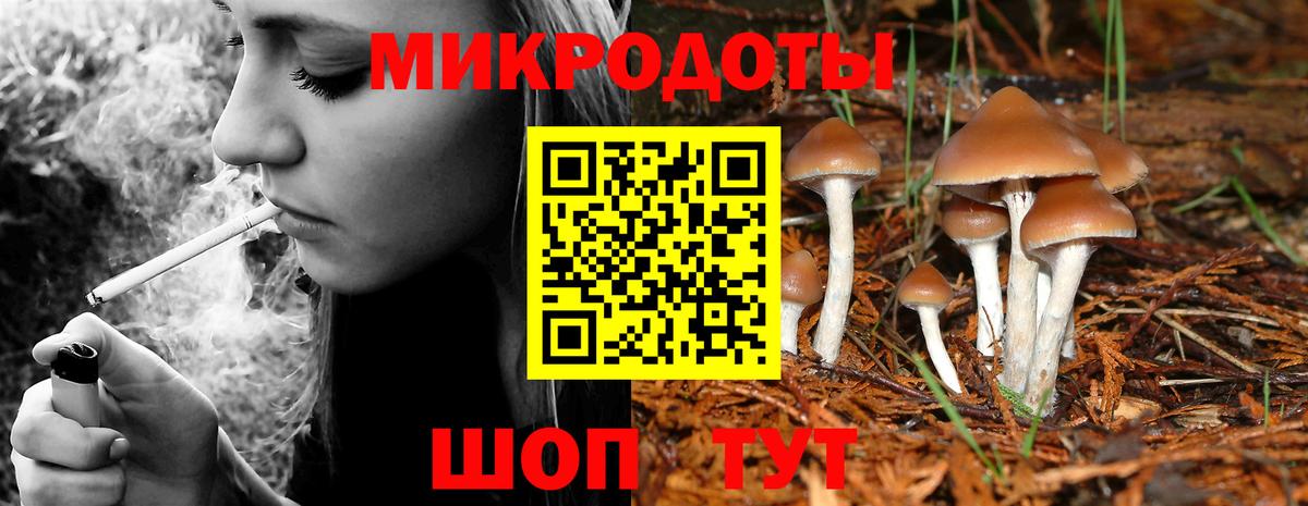 Галлюциногенные грибы Psilocybe Губкинский